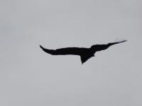 EL VUELO DEL CÓNDOR